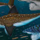 Image for article titled This horrifying Palaeozoic fish had a buzz saw for a face